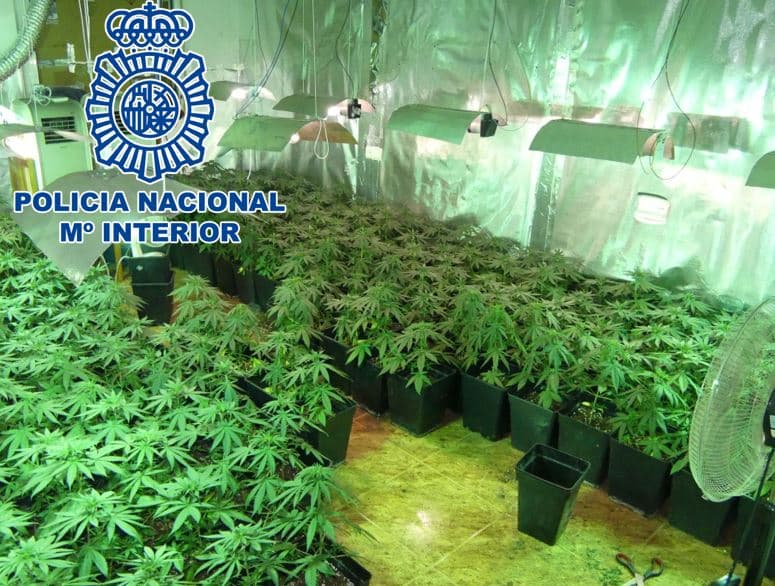 460 plantas de marihuana: La plantación estaba escondida en un paraje agreste cerca de Motril