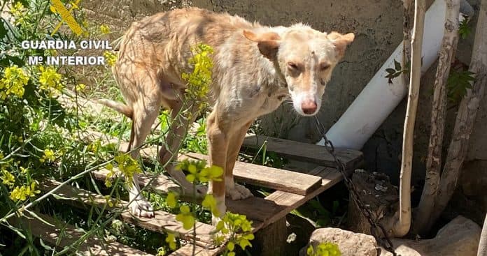 La Guardia Civil investiga a tres personas por maltrato animal