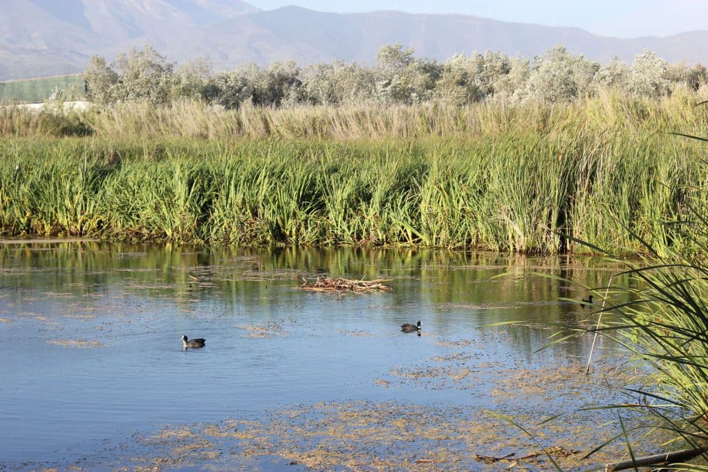 Motril celebra junio como mes del Medio Ambiente con actividades programadas en la Charca de Suárez