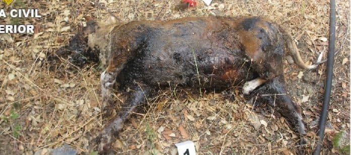 Investigan a un individuo sospechoso de matar a un perro en Jete