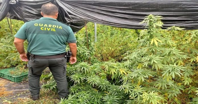 Descubren una plantación con 531 plantas de cannabis sativa en Salobreña