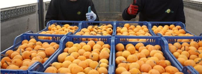 UGT y CCOO convocan huelga en el sector del manipulado y envasado de frutas de la costa granadina