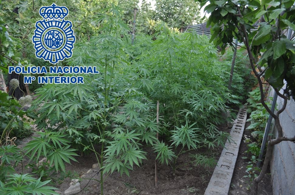 Desmantelada una plantación de marihuana en un huerto descubierta durante la extinción de un incendio y detenido el propietario