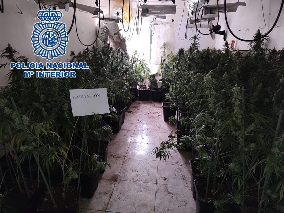 Incautadas más de 860 plantas y más de 2 kilos de cogollos de marihuana en un operativo contra la defraudación del fluido eléctrico en Granada