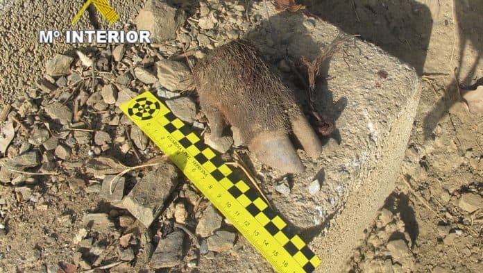 La Guardia Civil investiga en Salobreña al propietario de una finca de mangos por colocar lazos de acero para protegerla de los jabalíes