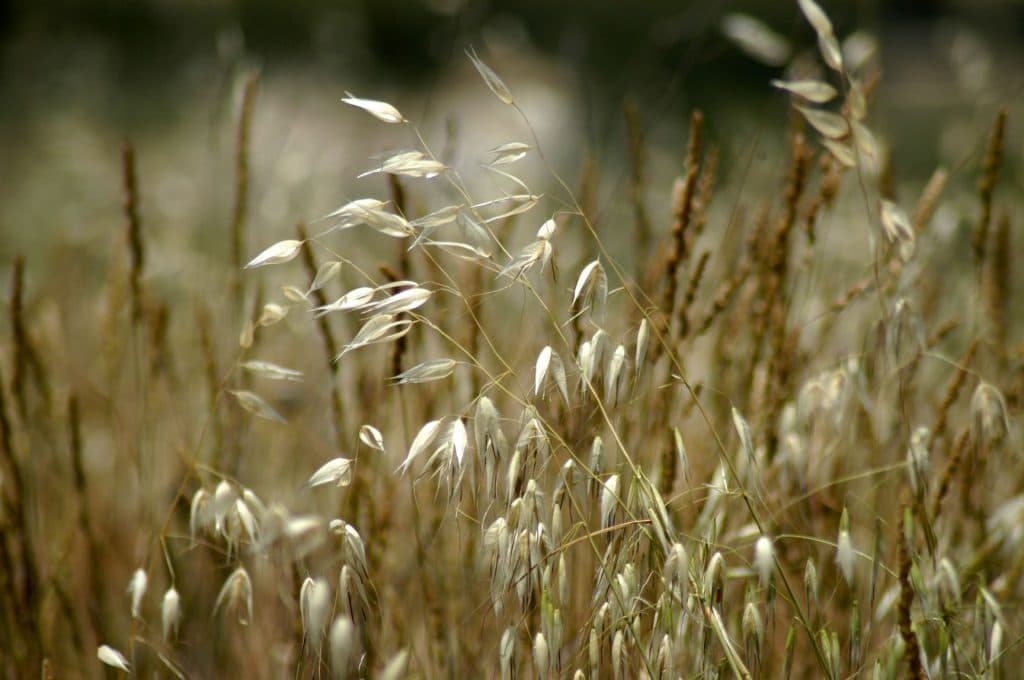 Cádiar acogerá del 23 al 25 de septiembre la XIX Feria Andaluza de la Biodiversidad Agrícola