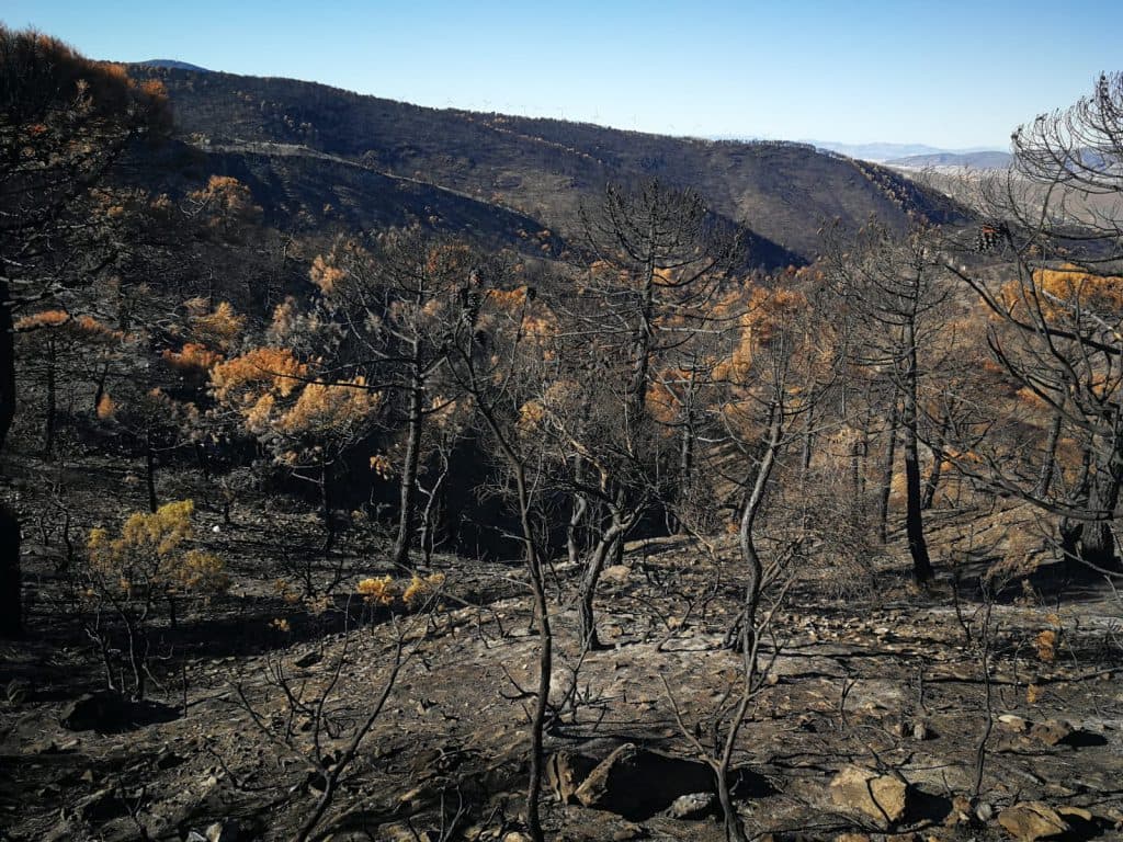 La versión de la Asociación Buxus sobre el incendio de Los Guájares