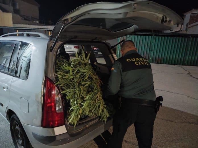 La Guardia Civil intercepta un vehículo que transportaba 158 plantas de marihuana por la A-92N