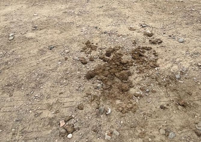 El PSOE reclama a Luisa García Chamorro la limpieza «urgente» del entorno del Colegio Príncipe Felipe, que acumula excrementos de caballos desde hace casi una semana