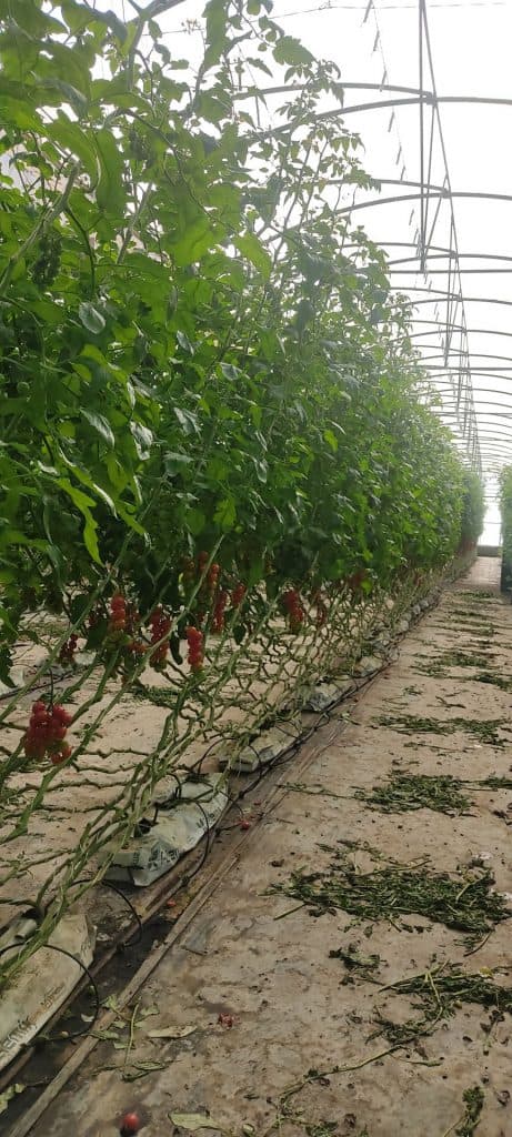 Un proyecto analiza el uso de abonos nitrogenados en cultivo bajo invernadero