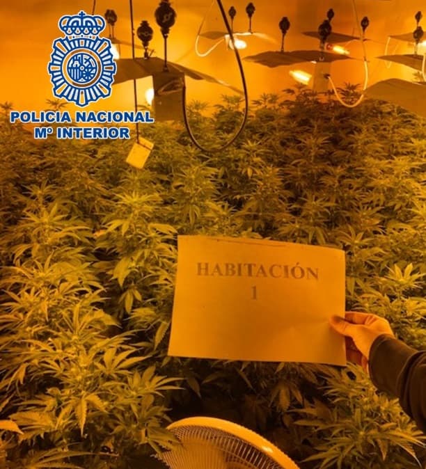 La Policía Nacional desmantela una plantación de marihuana in door en un piso con 340 plantas