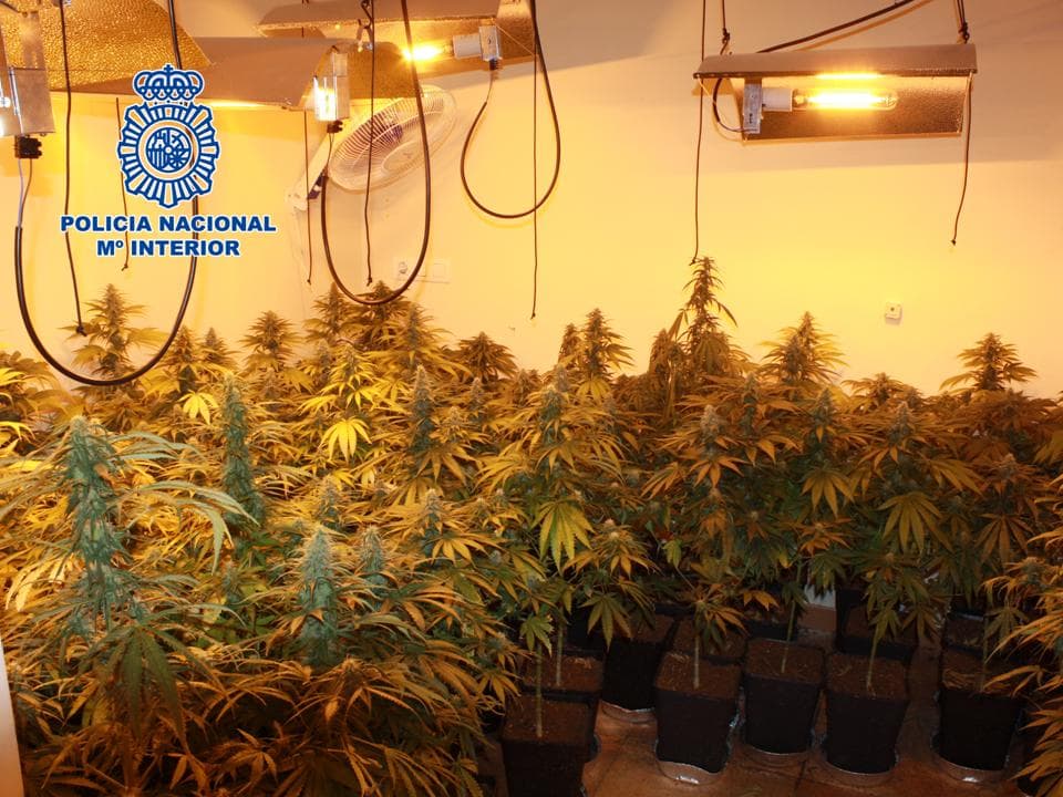La Policía Nacional realiza 30 operaciones antidroga en Granada y Motril en el mes de febrero donde se incautan más de 6.800 plantas de marihuana