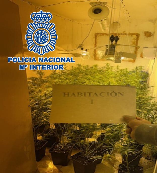 La Policía Nacional ha detenido a un varón como presunto responsable de una plantación indoor de marihuana