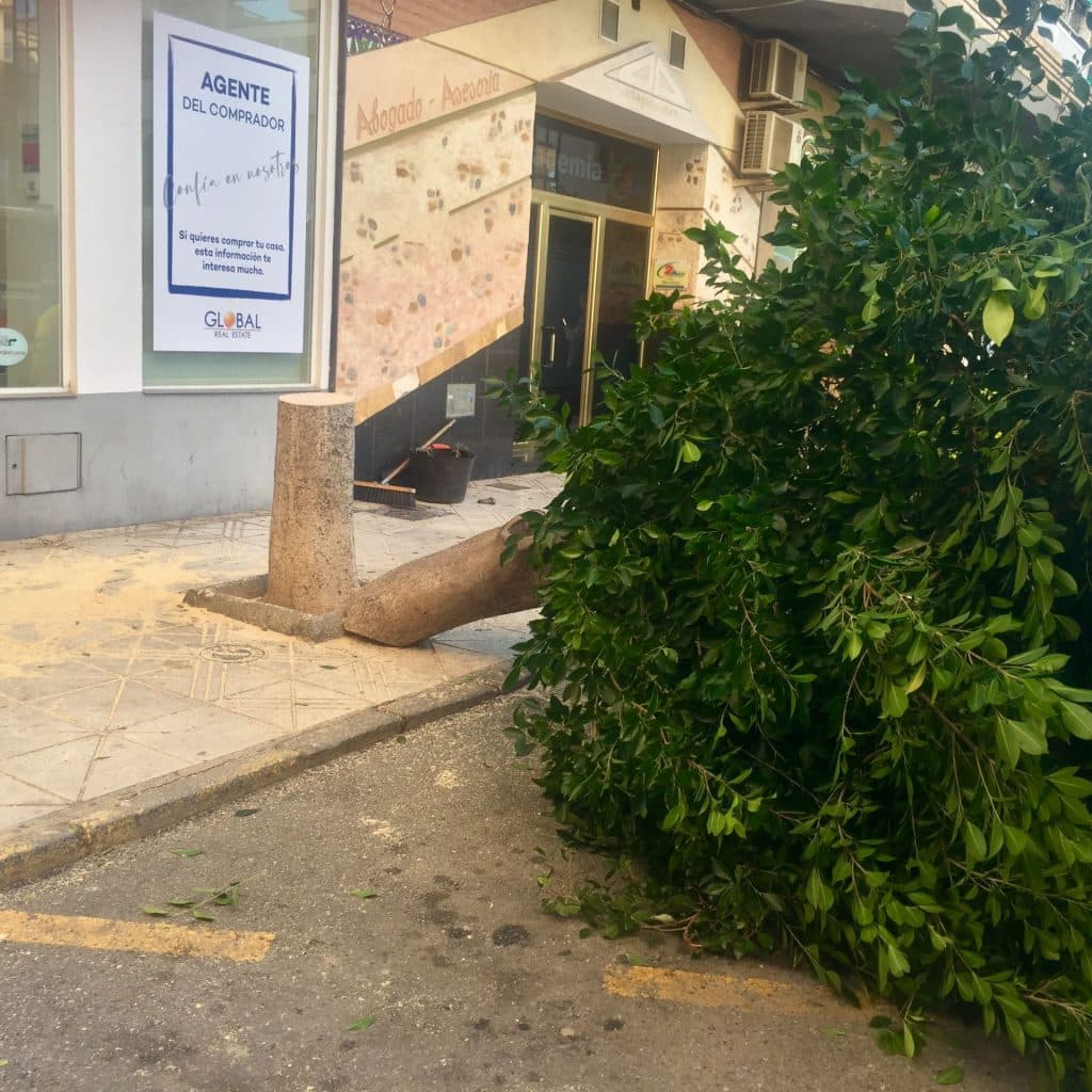 IU-Equo denuncia la tala de 31 árboles en dos días en diferentes zonas de Motril