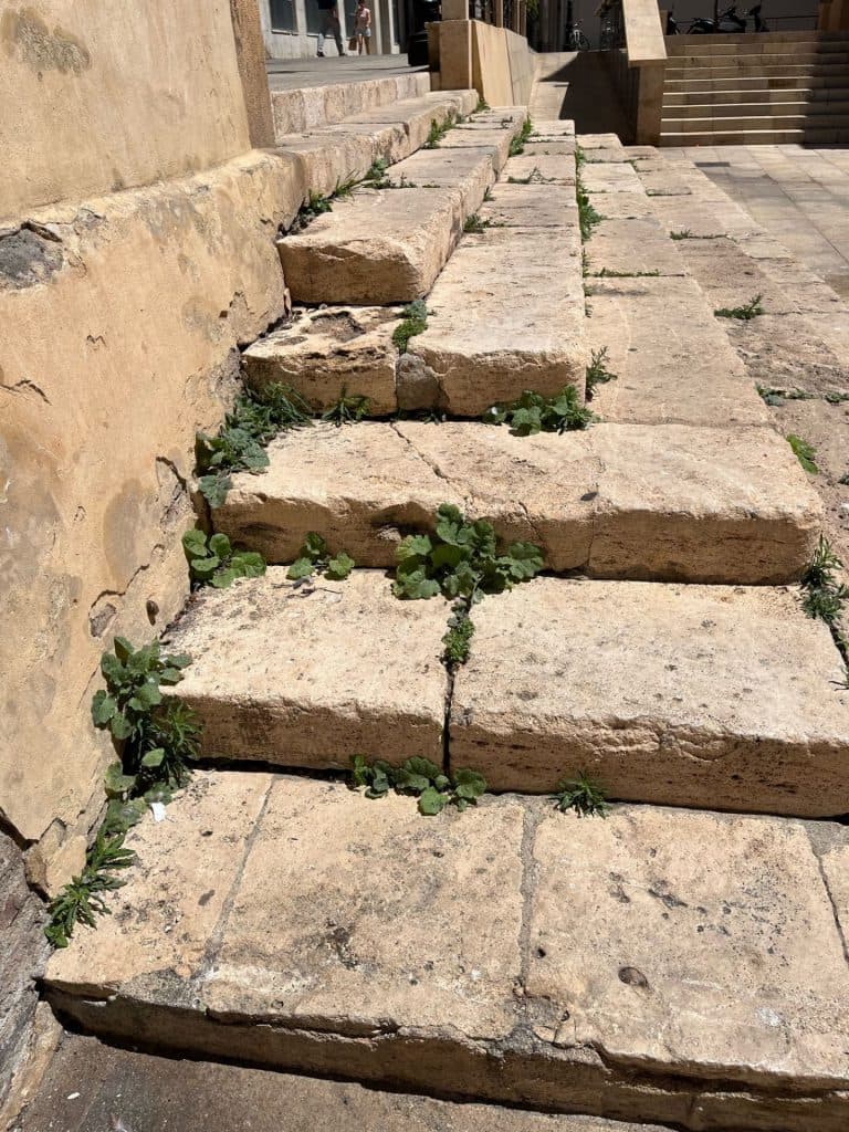 El PSOE denuncia la proliferación de matas y hierbas en los accesos a la Iglesia desde la calle Cristo de la Buena Muerte a la Plaza de la Libertad
