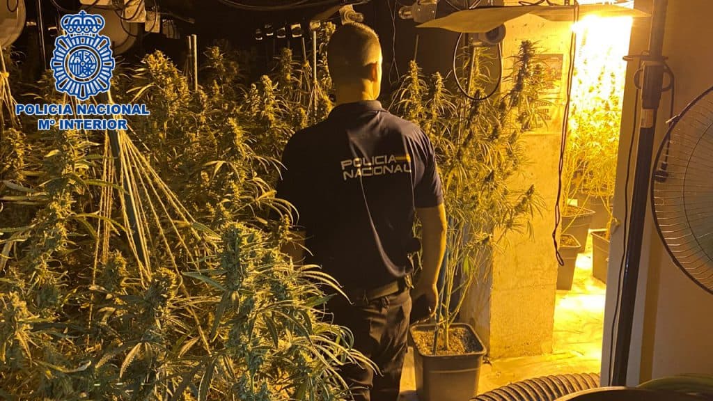 Operación antidroga: detenidos en Motril cuatro individuos y desmanteladas tres plantaciones indoor de marihuana y un punto de venta de hachís