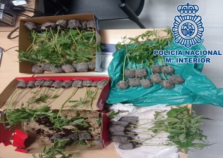 La Policía Nacional realiza 14 operaciones antidroga en Granada y Motril en el mes de abril donde se incautan cerca de 2.600 plantas de marihuana