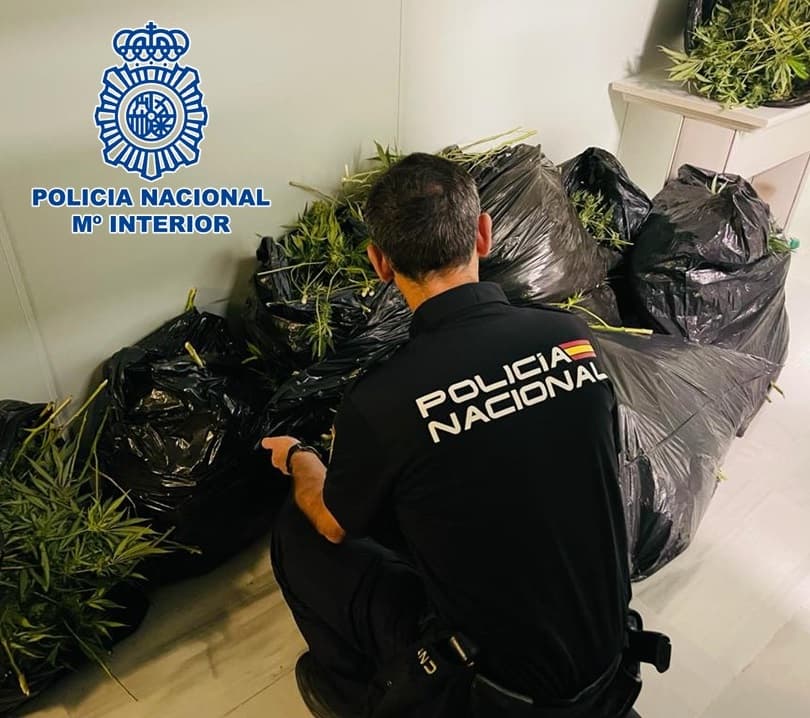 La Policía Nacional detiene a un varón tras localizar más de 350 plantas de marihuana en la vivienda en la que fue identificado tras una llamada al CIMACC-091