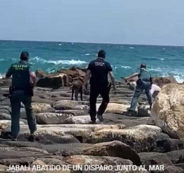 Jabalí abatido de un disparo junto al mar