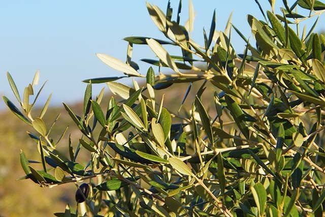 Buscan voluntarios para comprobar si el consumo de hojas de olivo mejora la memoria y la agilidad mental