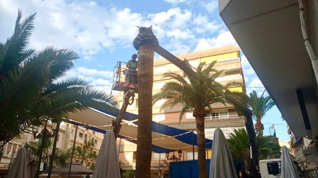 Tras la caída de una palmera en la plaza Gaspar Esteva, el Ayuntamiento procede a la tala de varios ejemplares afectados por el ‘Picudo’