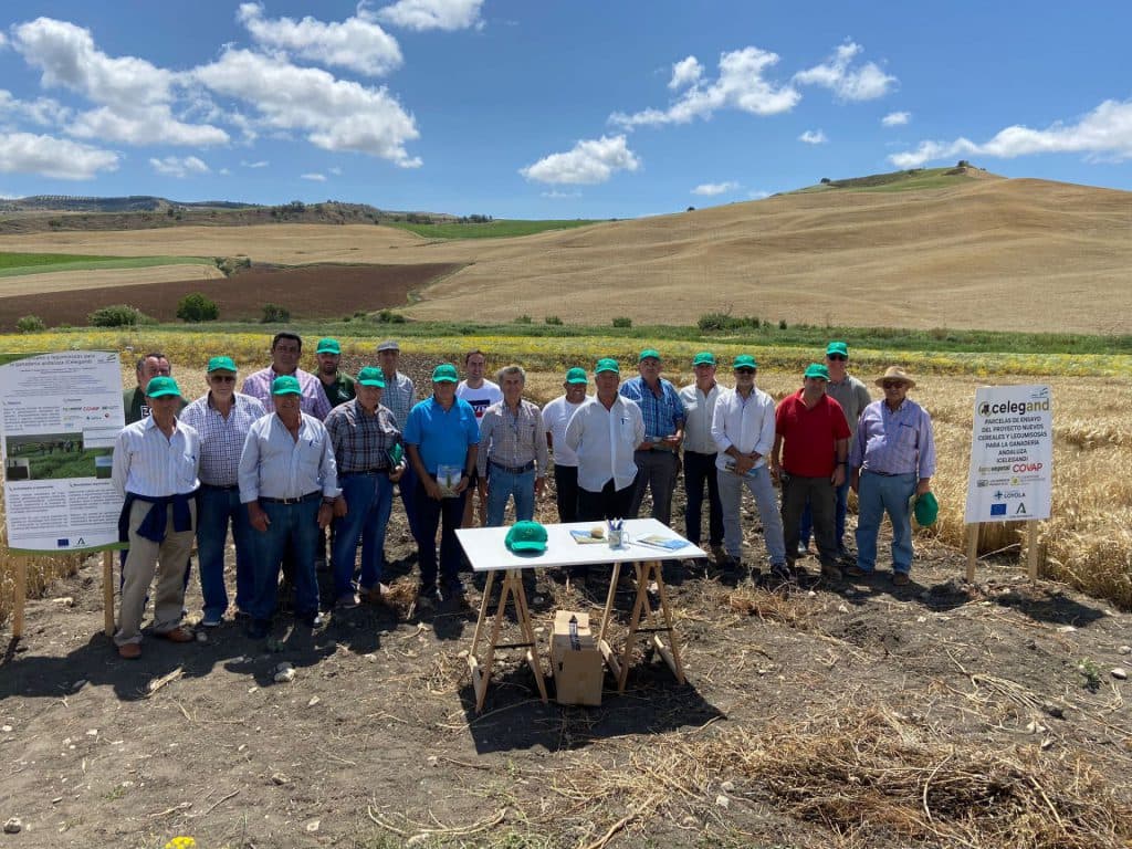 Finaliza el Grupo Operativo Celegand con el registro de nuevas variedades de trigo y triticale más aptas para la ganadería