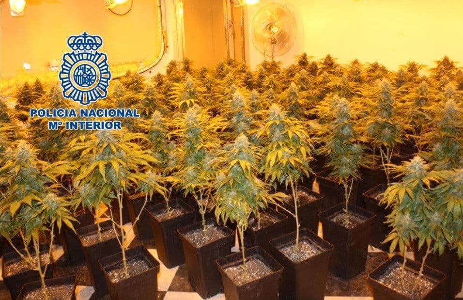 La Policía Nacional ha realizado durante el mes de agosto 24 operaciones contra el tráfico de drogas en Granada y Motril que se han saldado con 25 detenciones y más de 1.300 plantas de marihuana incautadas