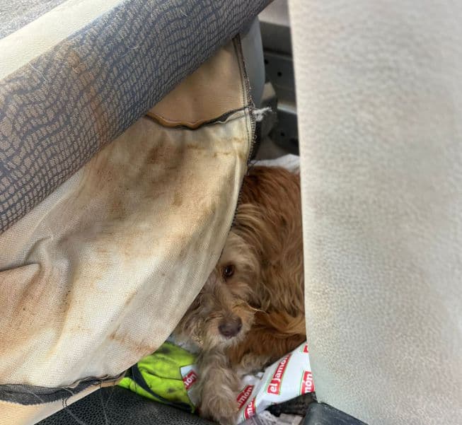 Deja tres perros dentro de un coche al sol para hacer unas gestiones en Motril