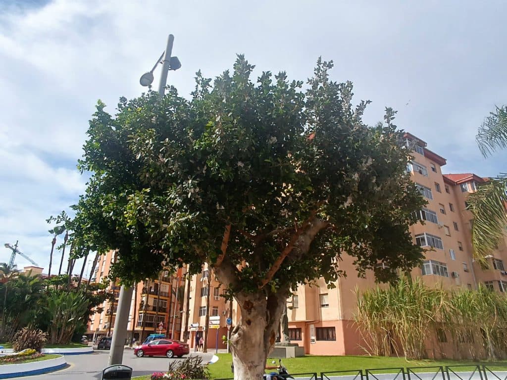 Almuñécar trata de combatir la plaga que afecta a los ficus de la ciudad