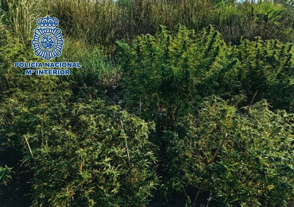 Desmantelada una plantación exterior de marihuana en Motril donde intervienen 20 plantas tipo árbol