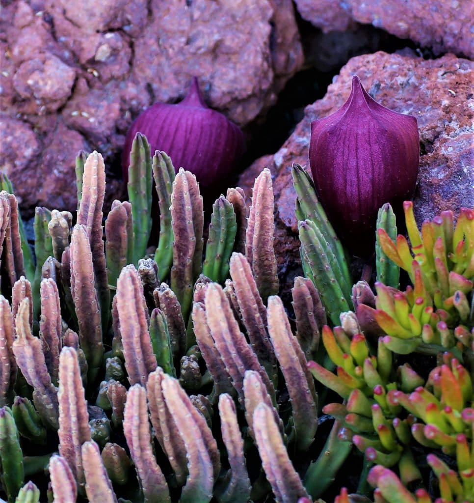 Éxito rotundo en la jornada de puertas abiertas del Jardín de Cactus y Suculentas “Teresa”