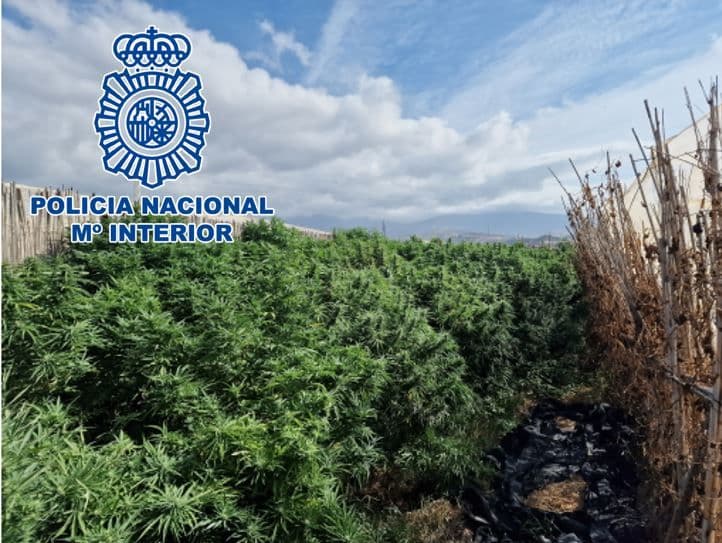 Desarticulado en Motril un clan familiar dedicado al cultivo y distribución de marihuana a gran escala