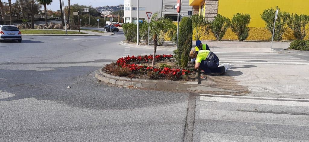 Salobreña adorna con miles de pascueros las zonas ajardinadas del municipio de cara a la navidad