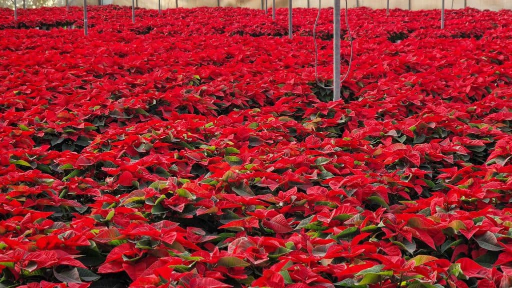 El vivero municipal de Motril produce 9.000 pascueros para vestir la Navidad