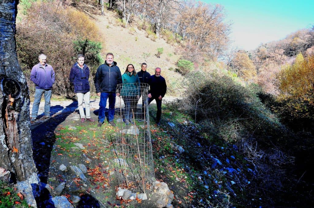 La Junta realiza refuerzos poblacionales en Sierra Nevada de la especie espino cerval catalogada como vulnerable