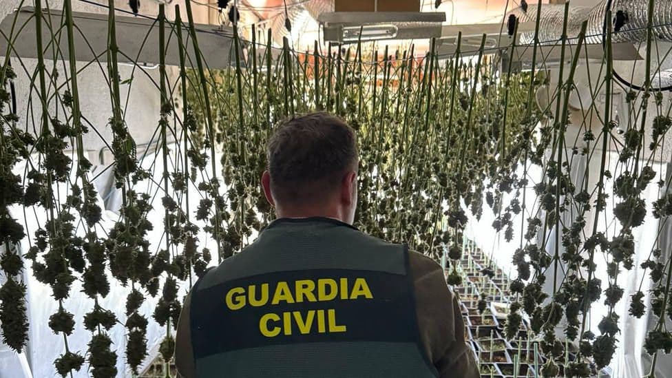 La Guardia Civil incauta en Albondón una plantación con 300 plantas de marihuana en proceso de secado