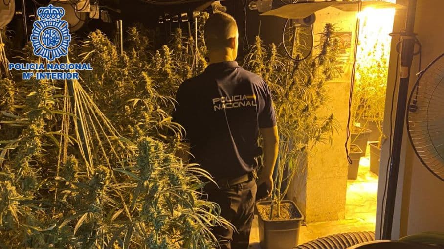 La Policía Nacional incauta en Granada y Motril en el mes de julio más de 2.000 plantas de marihuana y cerca de 36 kilos de hachís