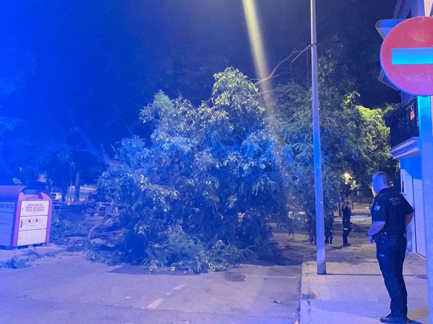 Gran susto en la Rambla de los Álamos por la caída de un gran árbol