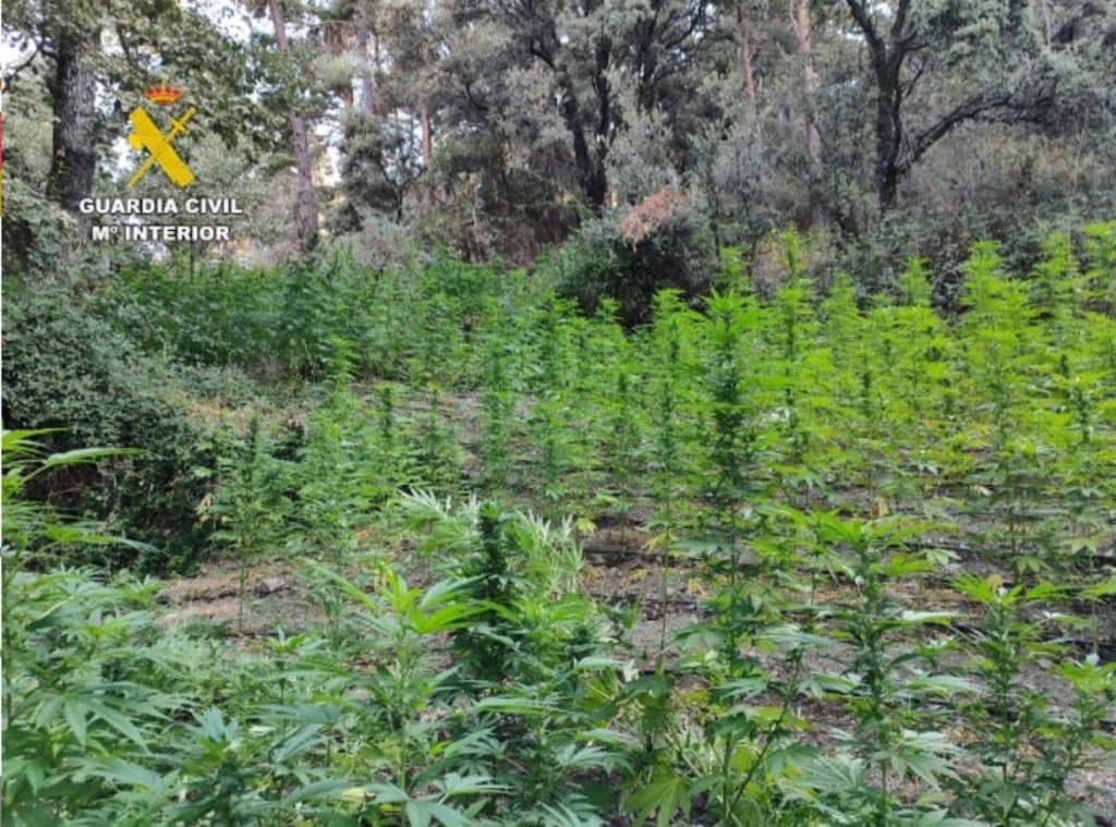 Descubren una plantación con 700 plantas de cannabis sativa en Cáñar