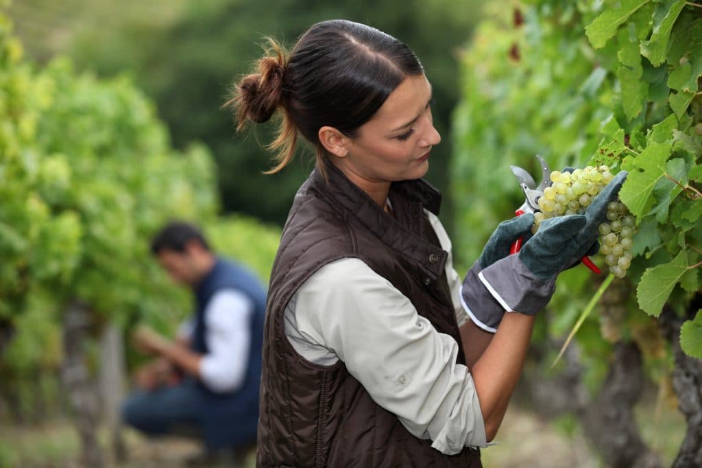 La Junta publica la convocatoria de ayudas para jóvenes agricultores por valor de 130M€