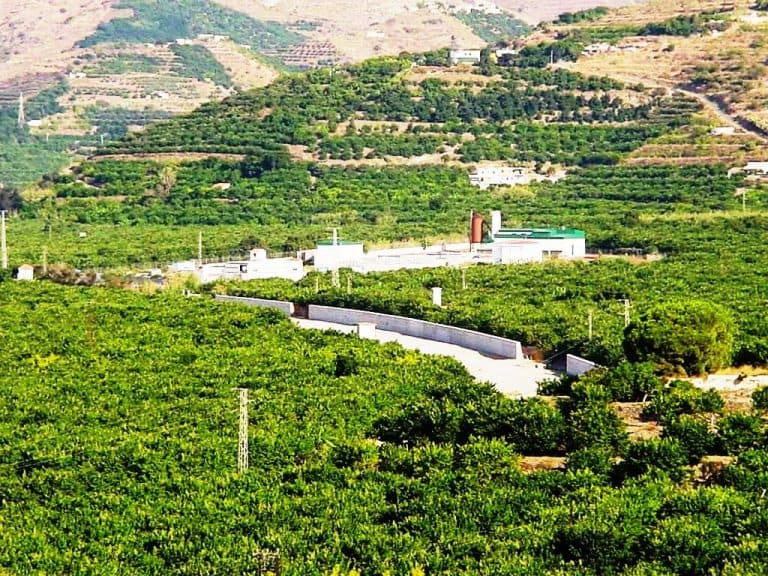 “Tu producción no puede quedar en el aire”, ayudas para seguros agrarios de la Junta de Andalucía