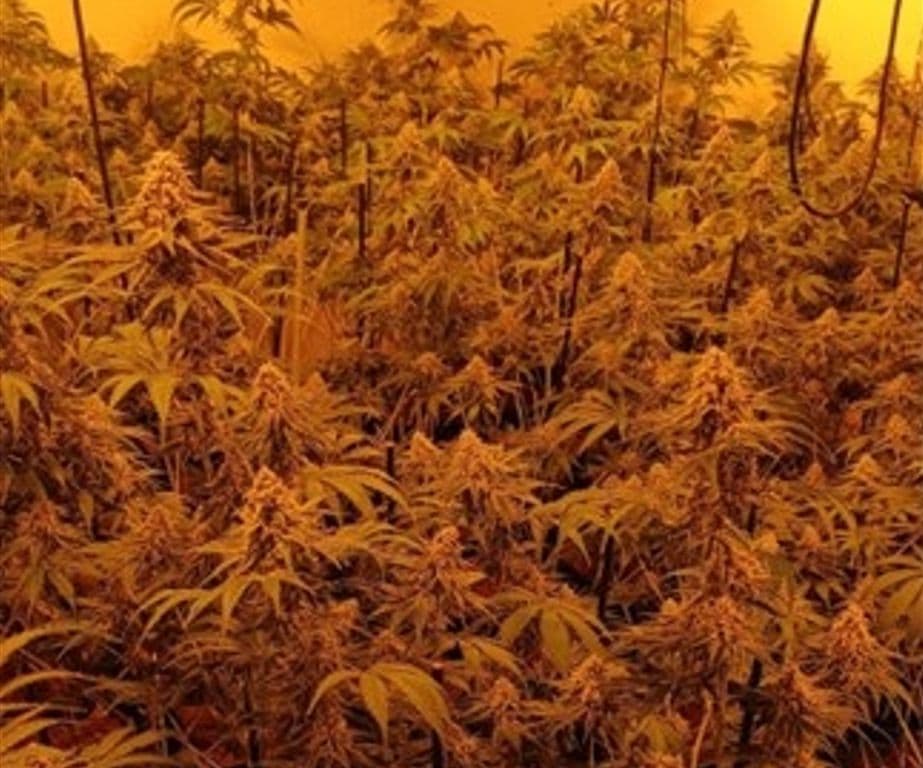 Intervenidas en Granada más de 700 plantas de marihuana en dos cultivos in door descubiertos en dos viviendas de la misma calle