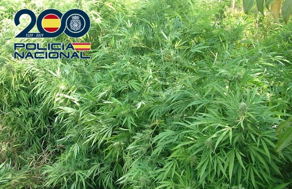 La Policía Nacional desmantela en Granada una plantación “indoor” incautando más de 300 plantas de marihuana y realiza dos detenciones