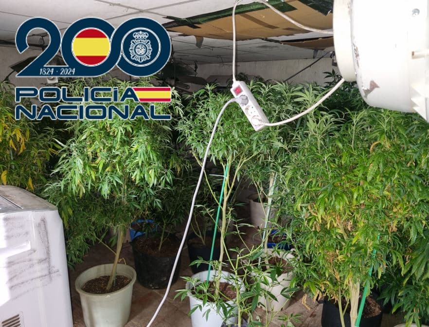 La Policía Nacional desmantela en Granada un centro de reproducción de esquejes de marihuana con más de 3.900 plantas