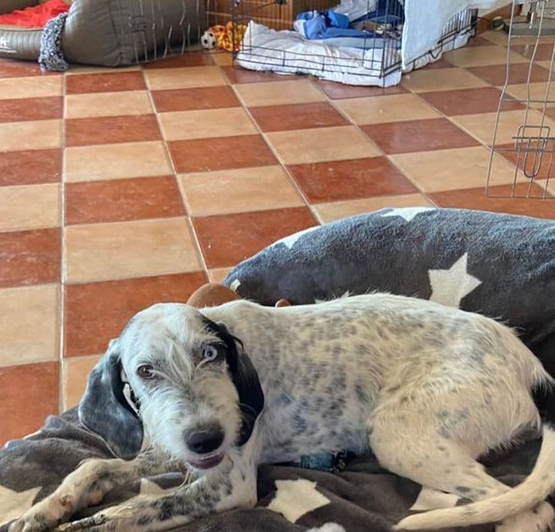 El PSOE pide al alcalde que cumpla los compromisos que adquirió con APAMA para mejorar el servicio de recogida de animales y de control de colonias felinas
