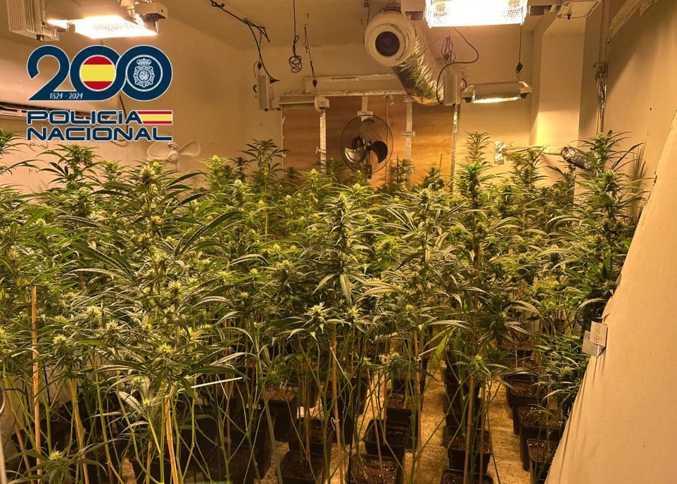 La Policía Nacional desmantela en Granada tres plantaciones “indoor” con cerca de 1.500 plantas de marihuana