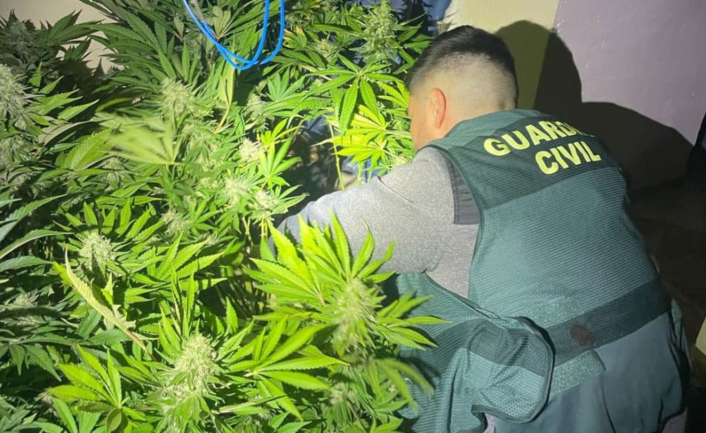 La Guardia Civil se incauta de 1.165 plantas de cannabis sativa en las localidades de Salar e Iznalloz