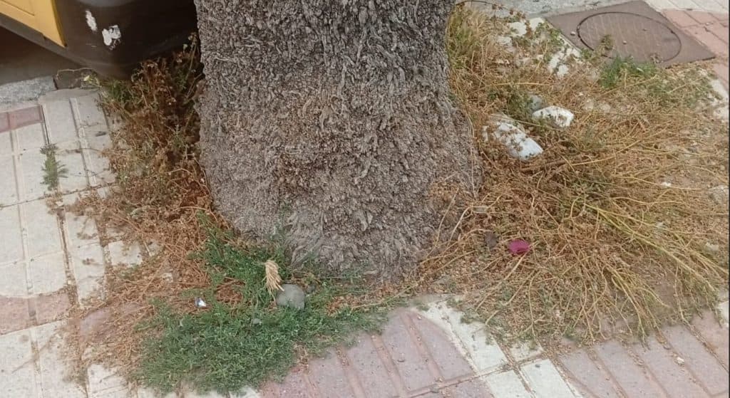 El PSOE crítica que hay paseos del municipio sexitano que están sucios y abandonados a las puertas del verano