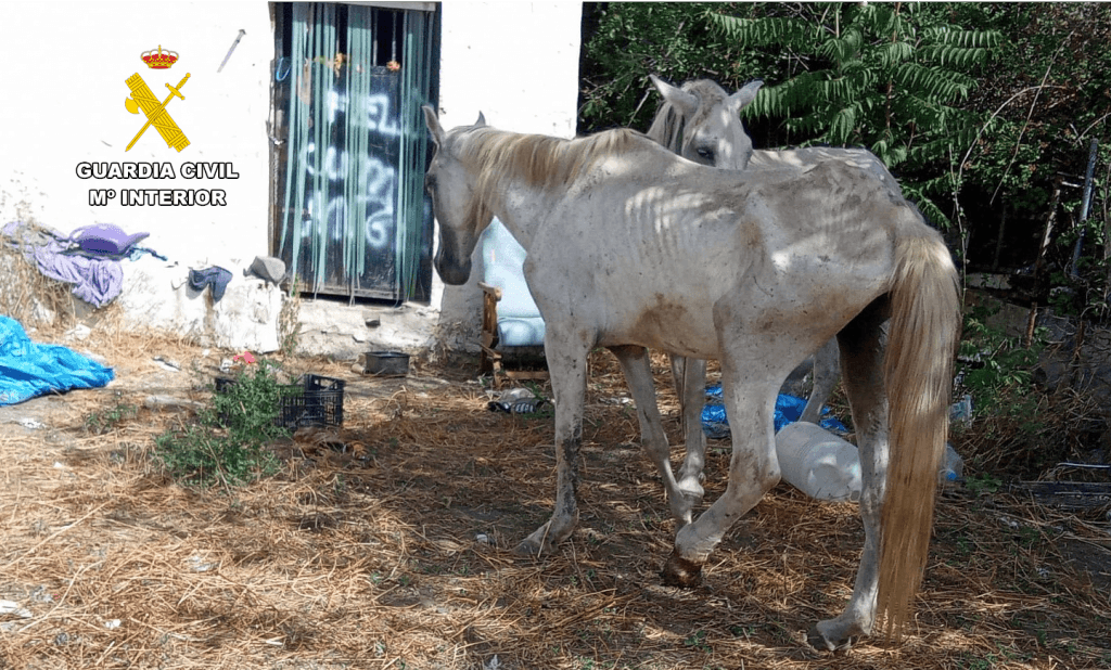 La Guardia Civil pone a disposición judicial a un individuo por maltrato de dos caballos en Cádiar