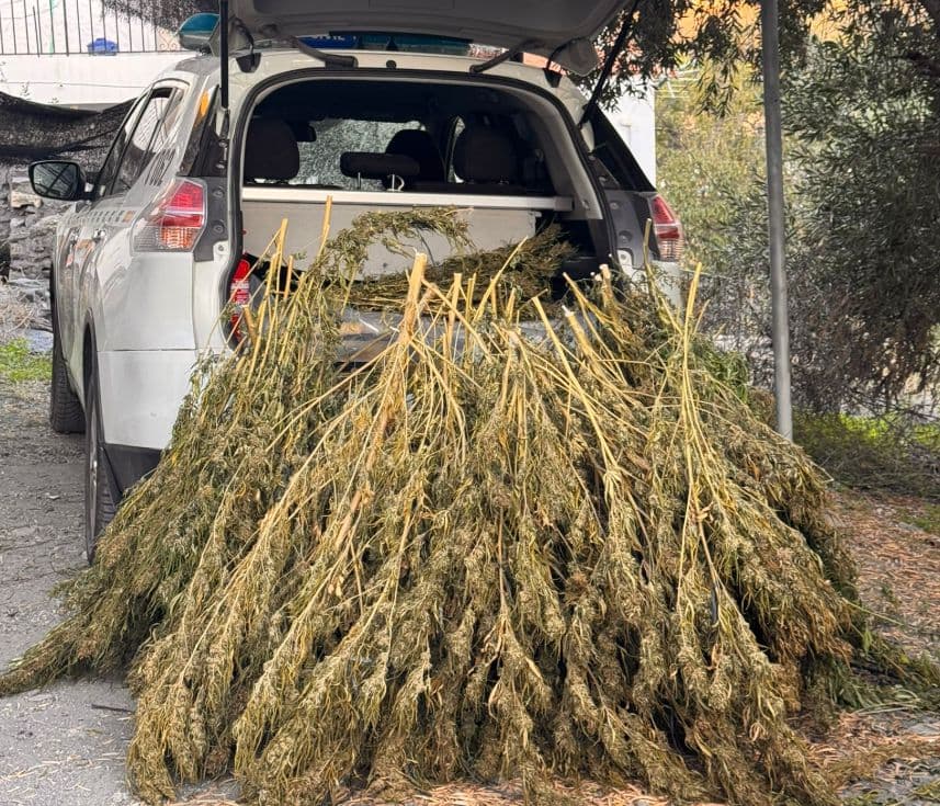 Agentes de la Guardia Civil de Castell de Ferro incautan 16 kilos de esquejes y plantas de marihuana en Albuñol